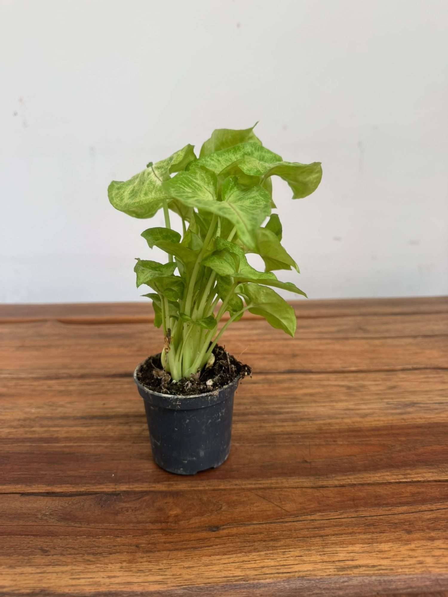 Syngonium Red Heart V.7 - Image 2