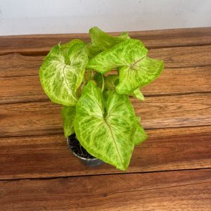 Syngonium Red Heart V.7
