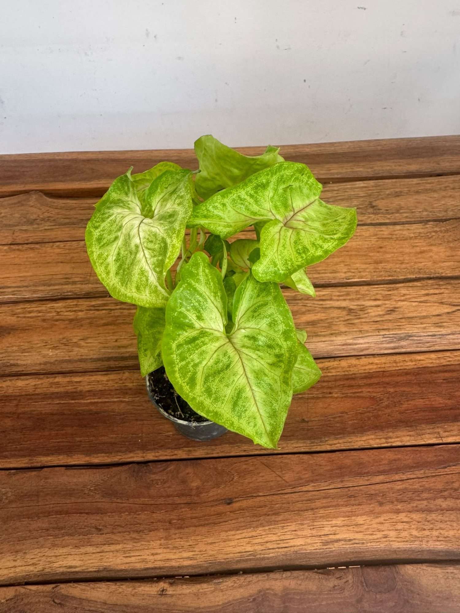 Syngonium Red Heart V.7