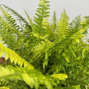 Nephrolepis Exal. 'Tiger Fern' - Suspensão