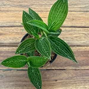 Ludisia 'Discolor Alba' V.9