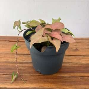 Syngonium Neon - V.16
