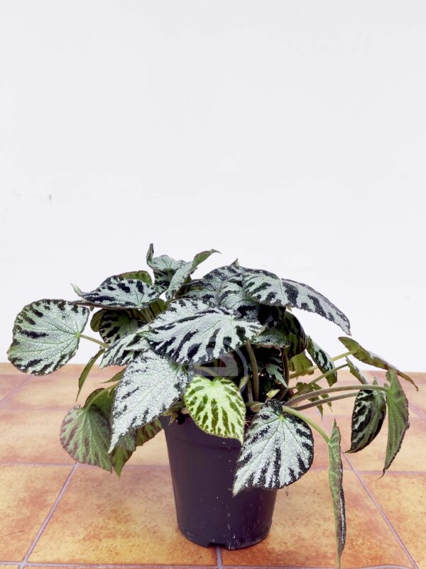 Begonia 'Silver Jewels' - Image 2