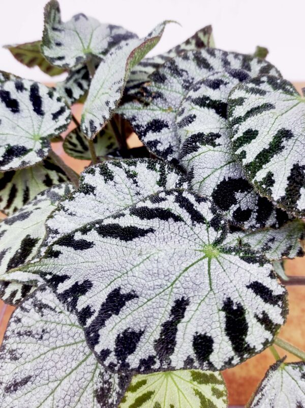 Begonia 'Silver Jewels'