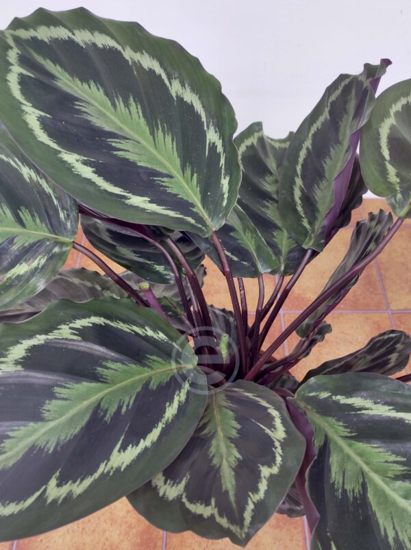 Calathea Medallion - Image 3