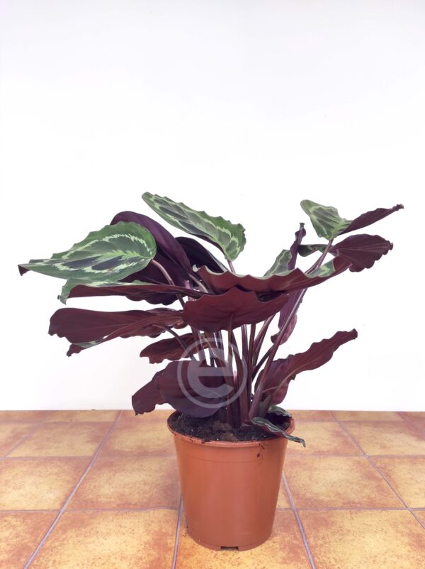 Calathea Medallion - Image 2