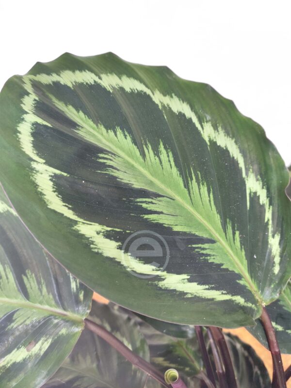 Calathea Medallion