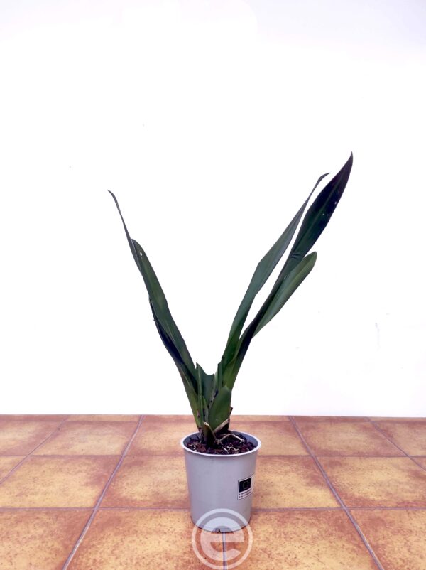Cambria sem flor