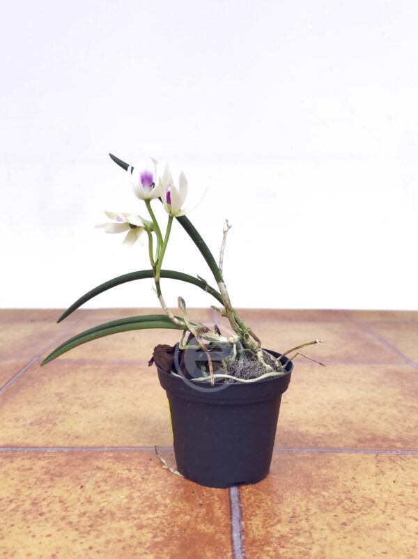 Leptotes Bicolor - Com flor - Image 2