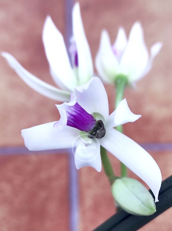 Leptotes Bicolor - Com flor