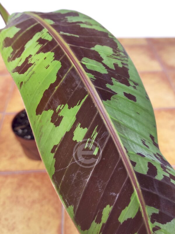 Musa 'Tropicana Variegata'