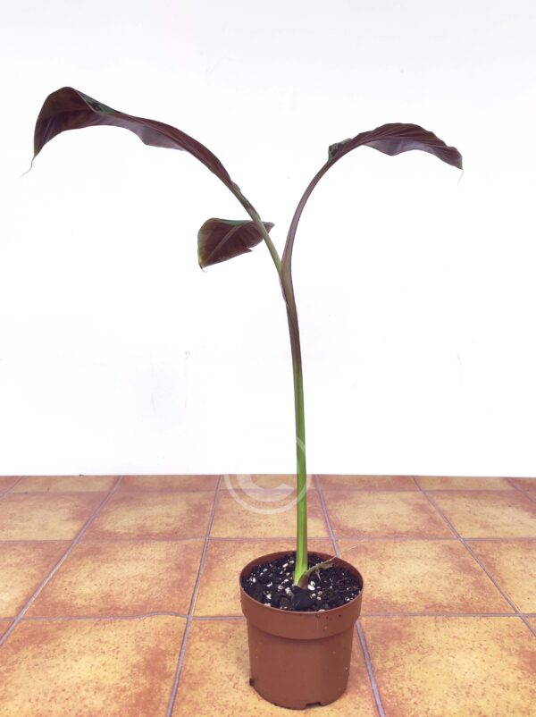 Musa 'Tropicana Variegata' - Image 2