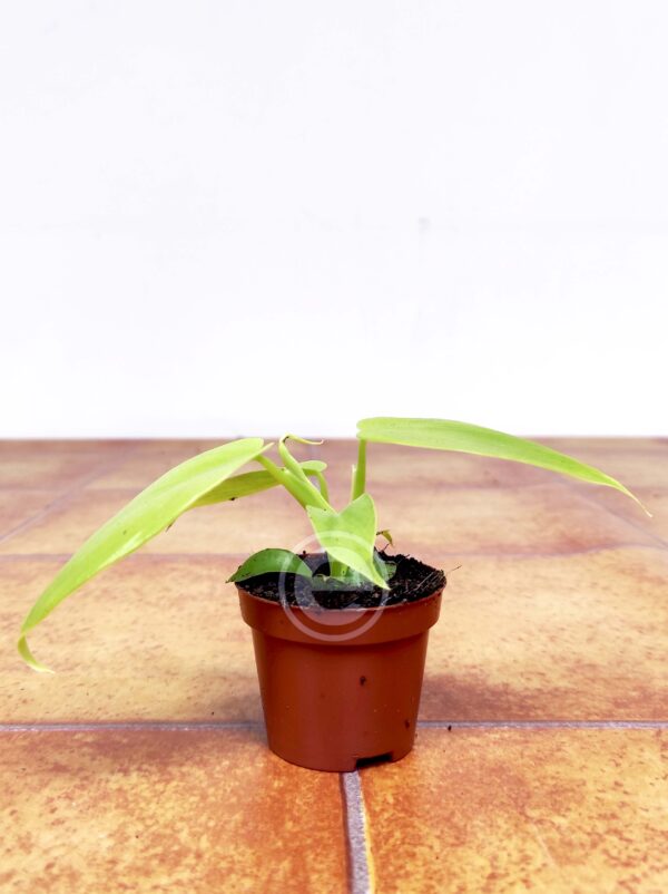 Philodendron Golden Violin - Image 2