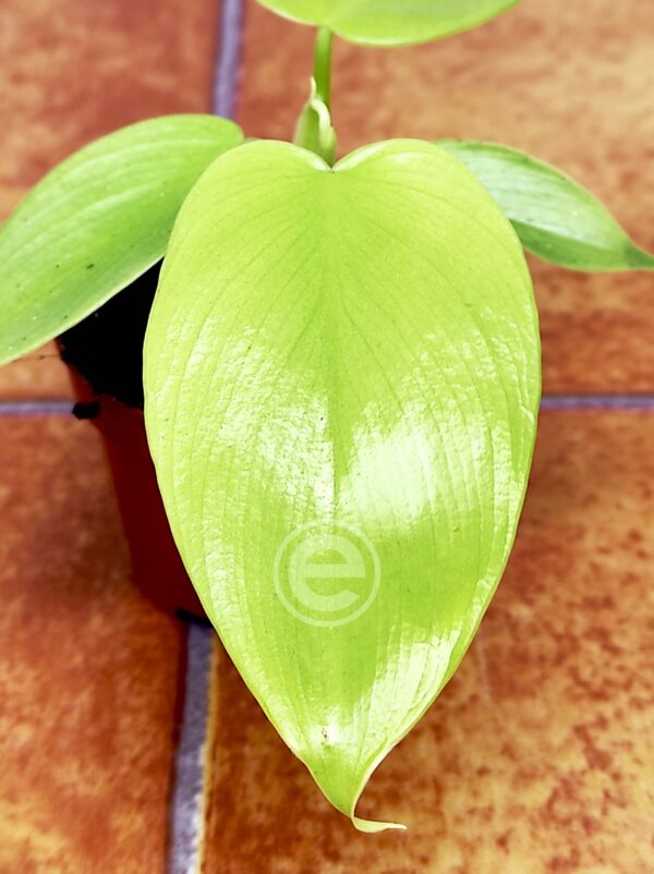 Philodendron Golden Violin