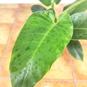 Philodendron Imperial Green