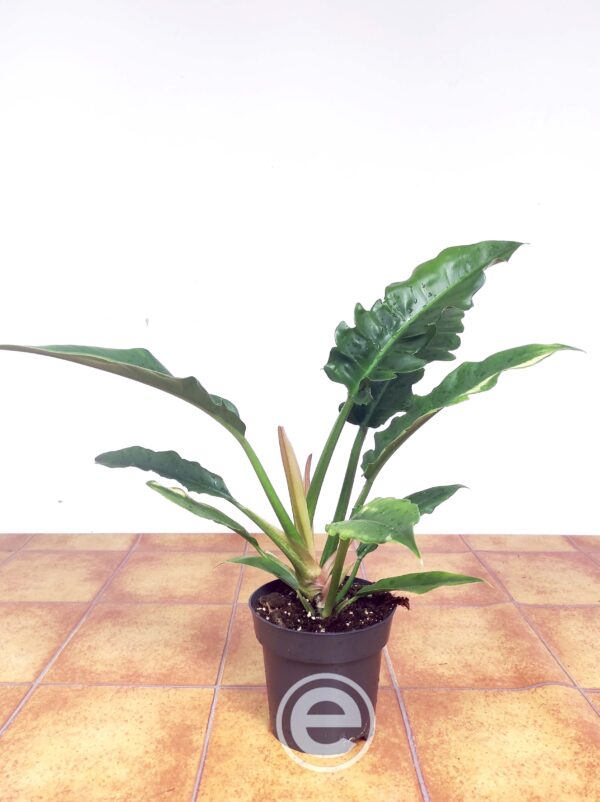 Philodendron 'Narrow Escape' - Image 2