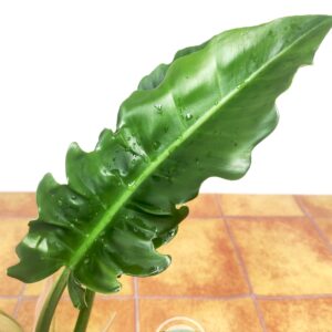 Philodendron 'Narrow Escape'