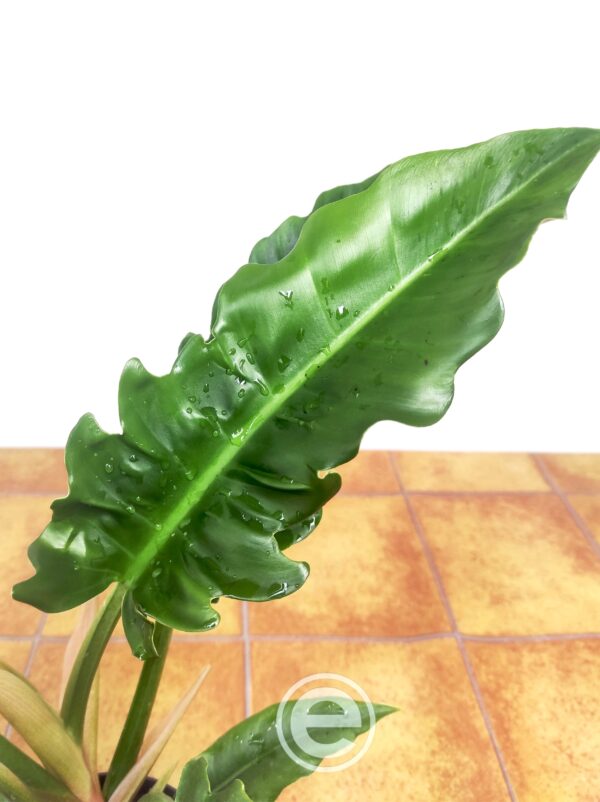 Philodendron 'Narrow Escape'