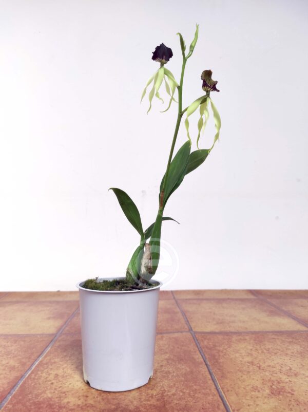 Prosthechea Cochleata - Com Flor - Image 2