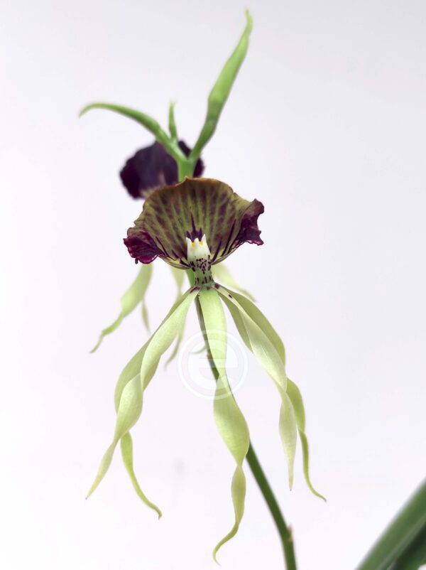Prosthechea Cochleata - Com Flor