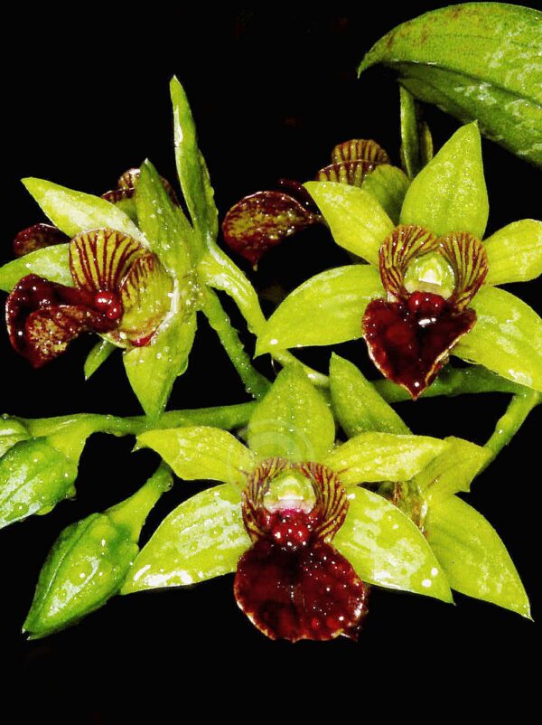 Dendrobium Convolutum - Sem Flor
