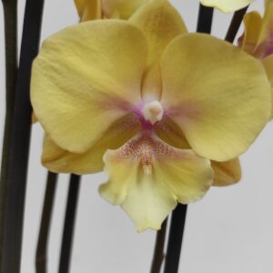 Phalaenopsis 2/3 hastes