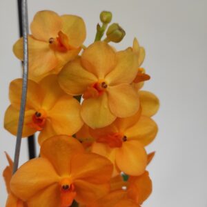 Vanda Hyb. - Laranja