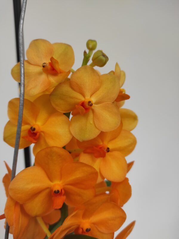 Vanda Hyb. - Laranja