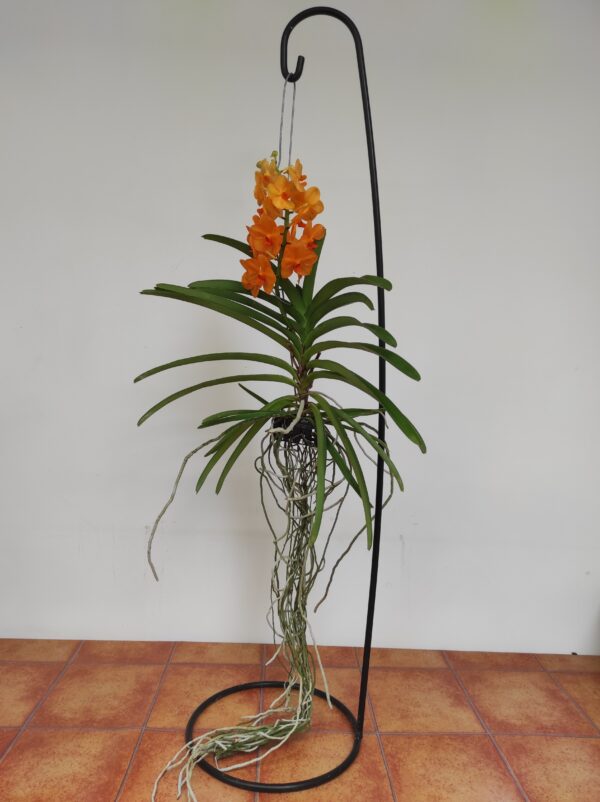 Vanda Hyb. - Laranja - Image 2