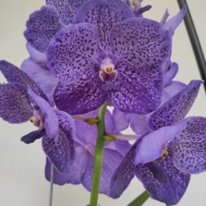 Vanda Hyb. - Azul