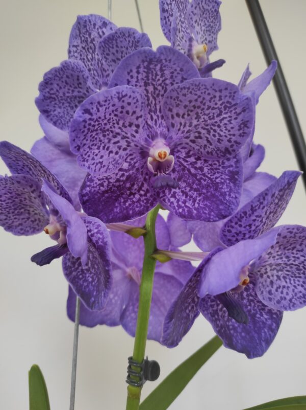 Vanda Hyb. - Azul
