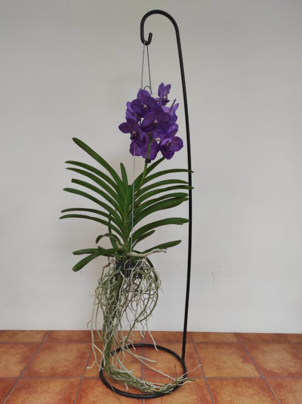 Vanda Hyb. - Azul - Image 2