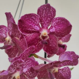 Vanda Hyb. - Rosa