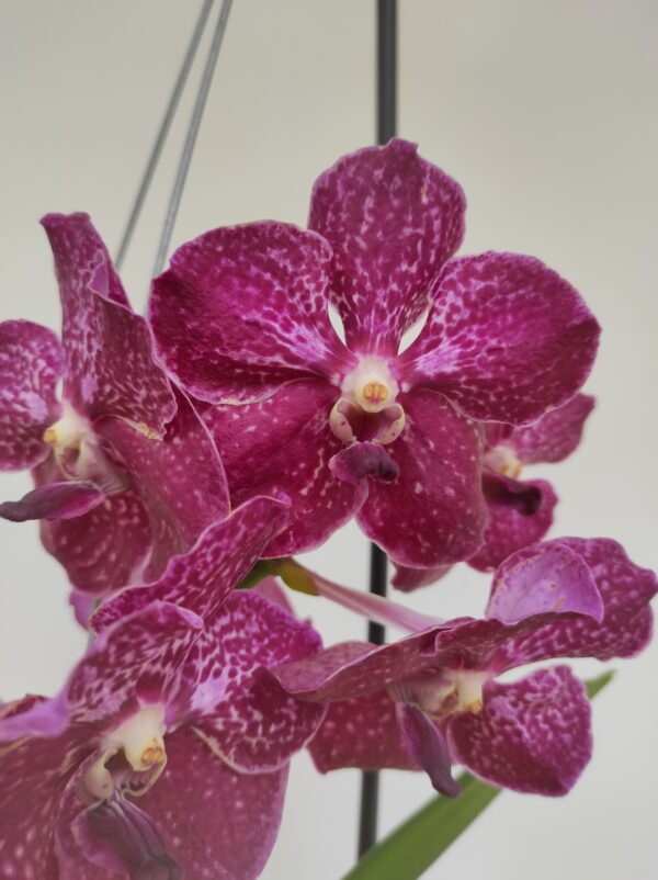 Vanda Hyb. - Rosa