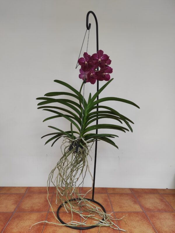 Vanda Hyb. - Rosa - Image 2