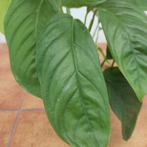 Monstera obliqua 'Leichtinii Bolivia'