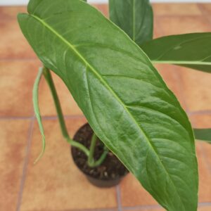 Monstera Obliqua Tiwintza Narrow