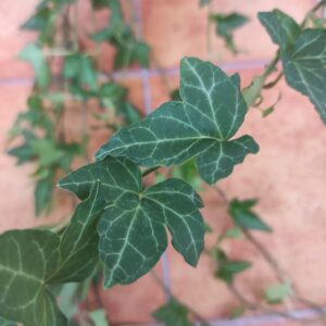 Hedera helix 'Shamrock'