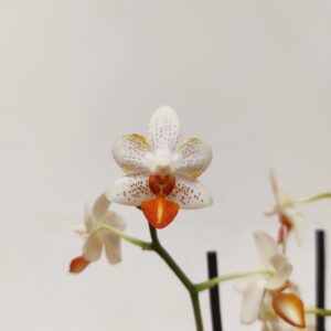 Phalaenopsis 'Tropic Mini Mark'