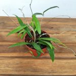 Hoya Minibelle
