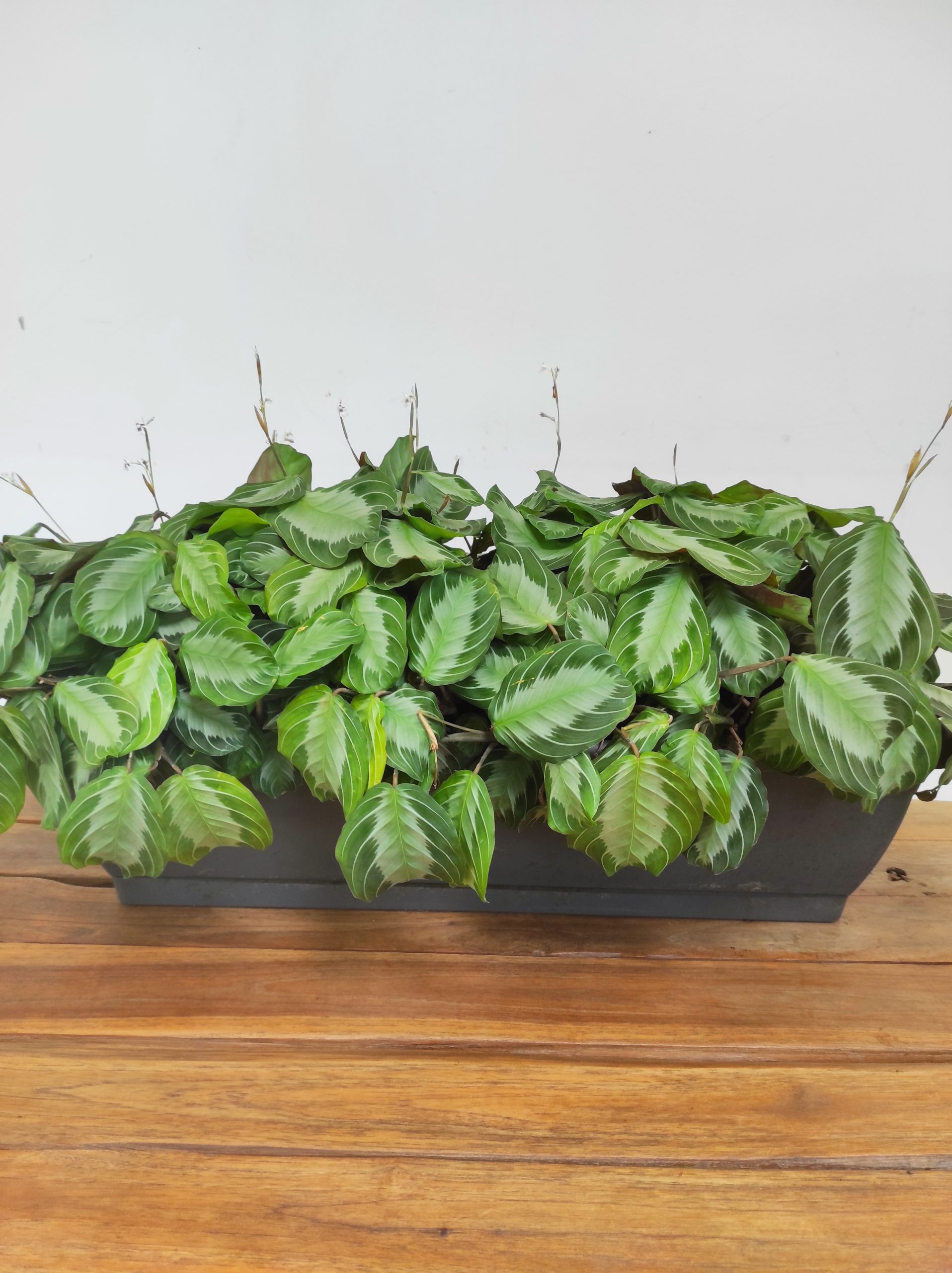 Maranta Silver Band - Image 3