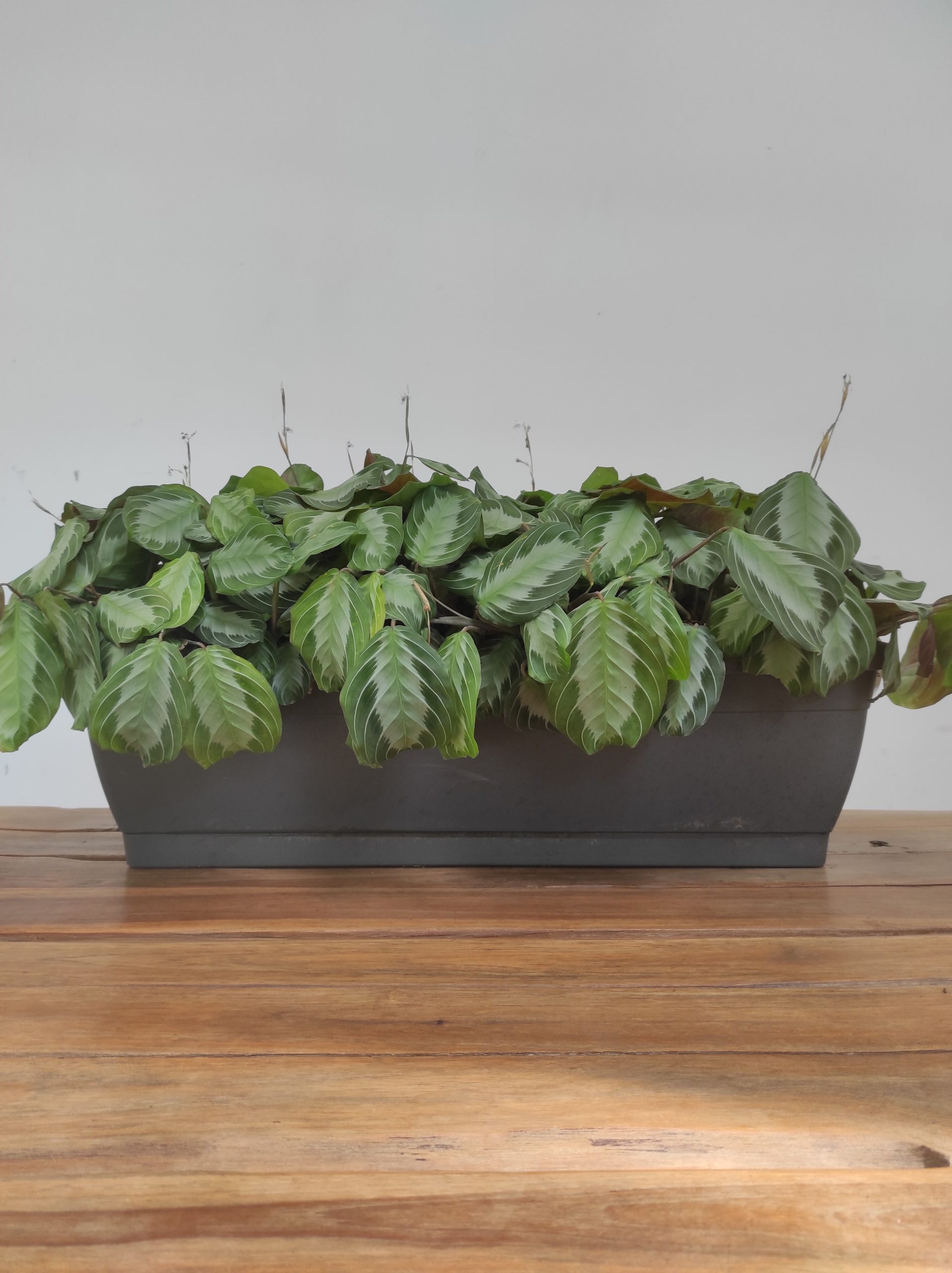 Maranta Silver Band - Image 2