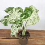 Alocasia Macrorrhiza Camouflage
