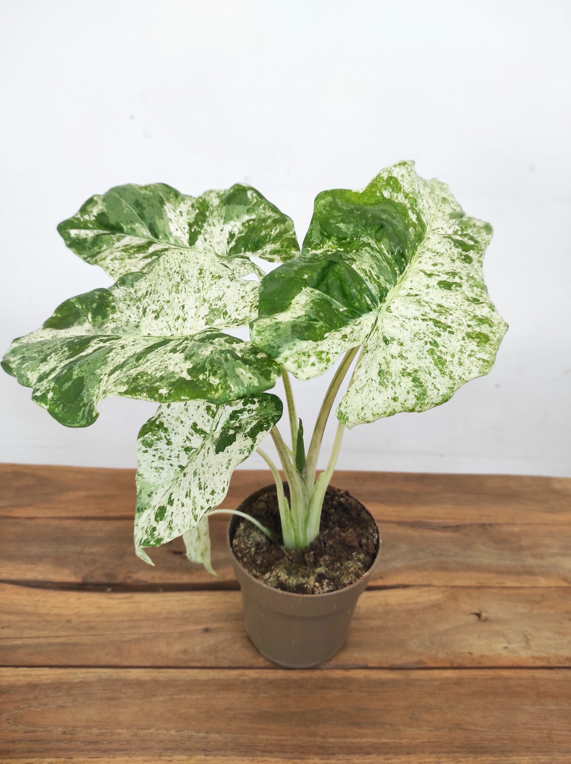 Alocasia Macrorrhiza Camouflage
