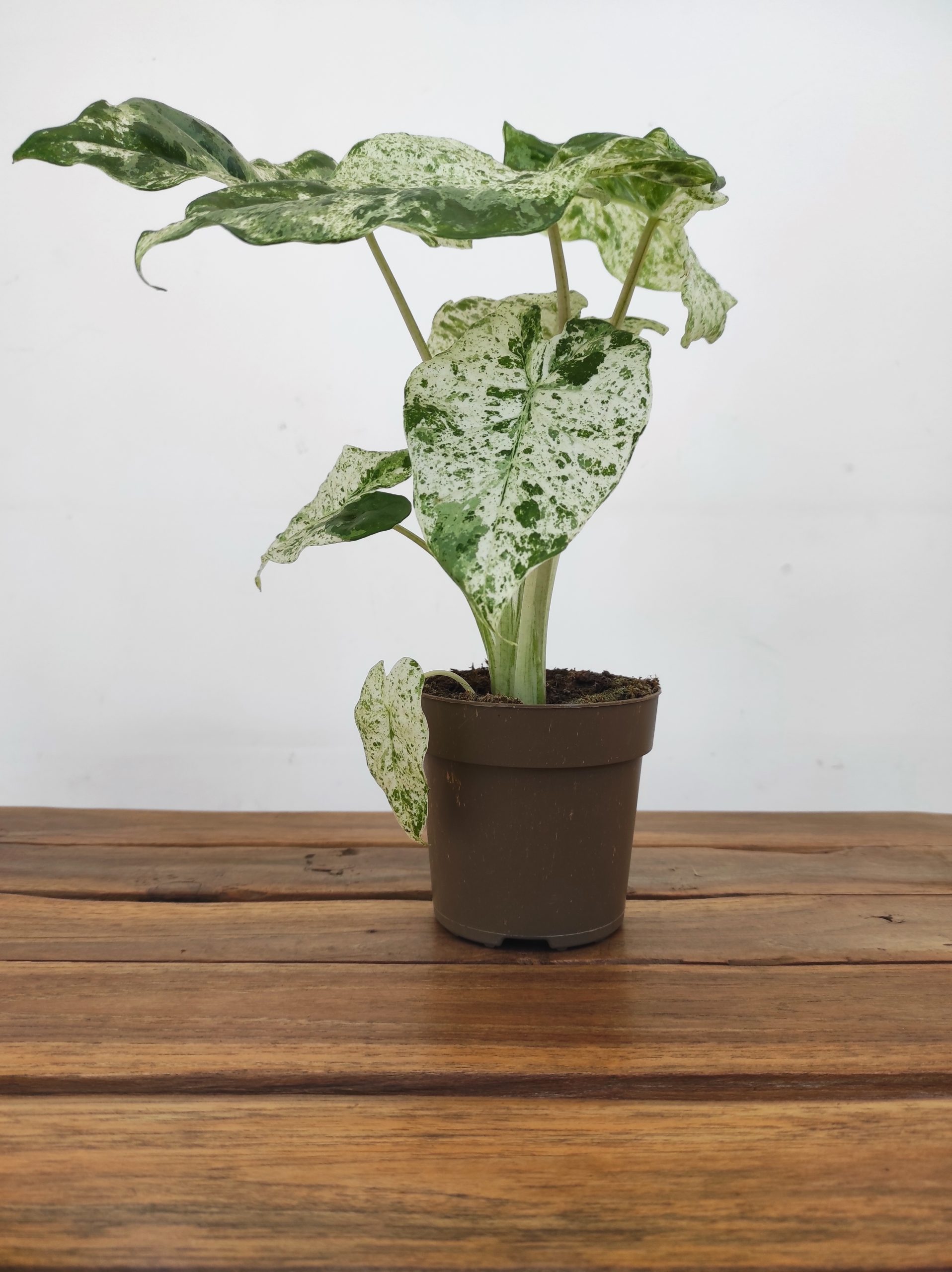 Alocasia Macrorrhiza Camouflage - Image 2