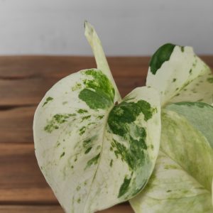 Epipremnum Pinnatum Happy Leaf