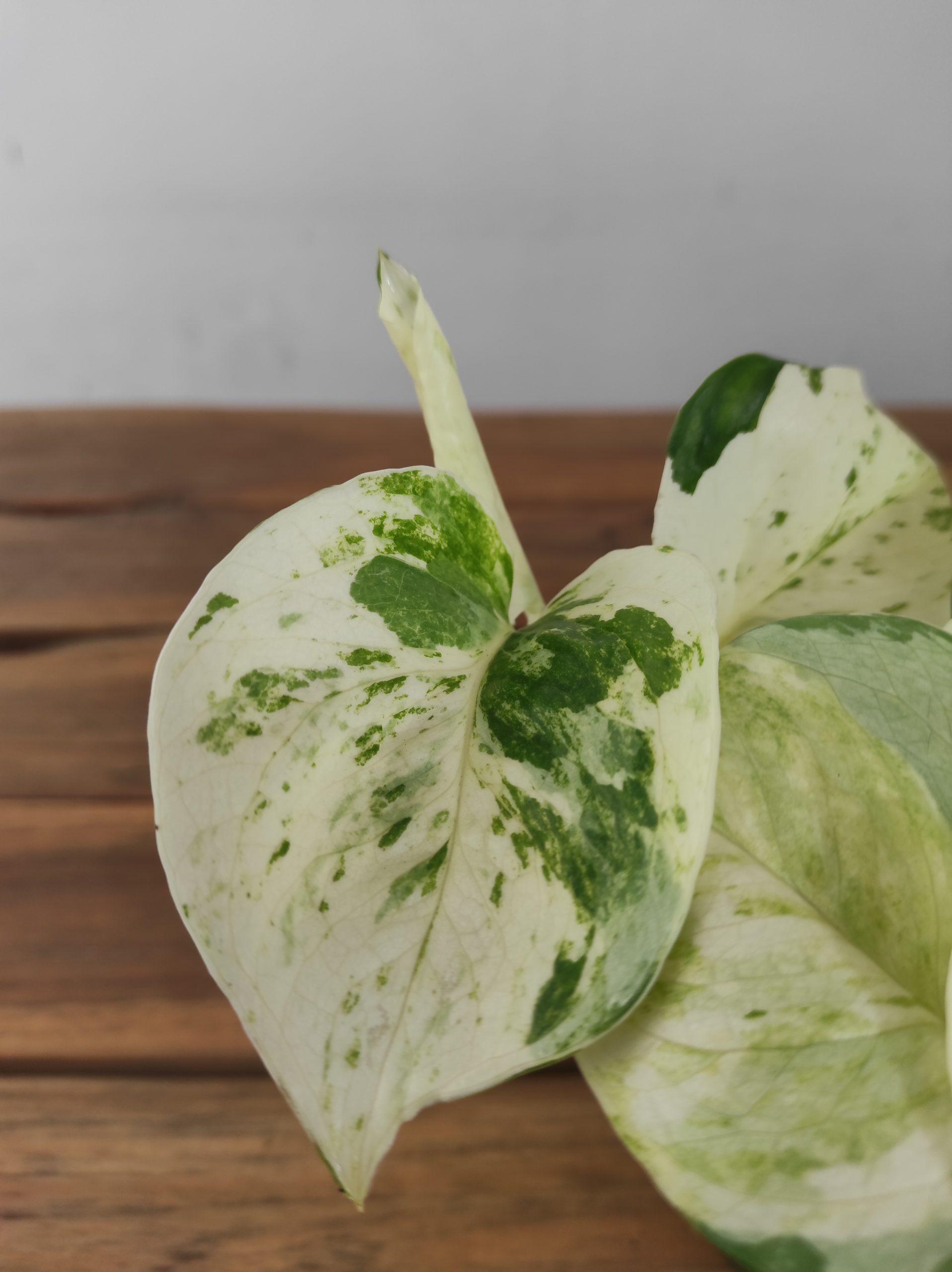 Epipremnum Pinnatum Happy Leaf