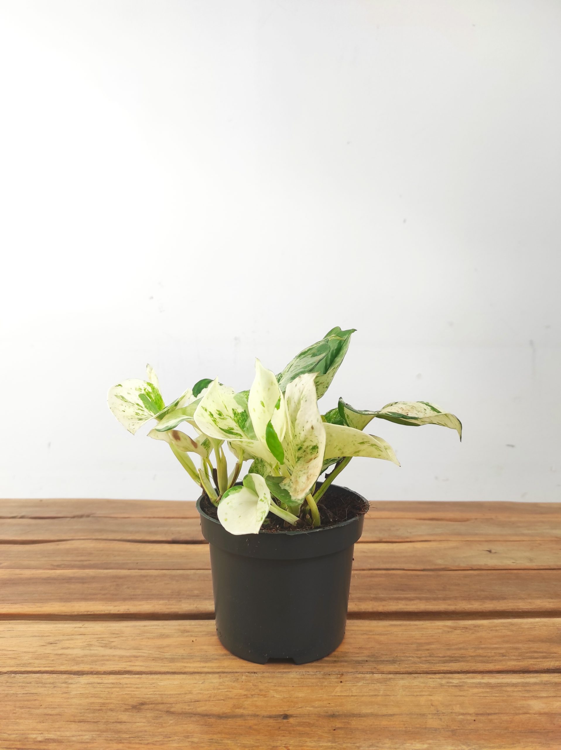 Epipremnum Pinnatum Happy Leaf - Image 2