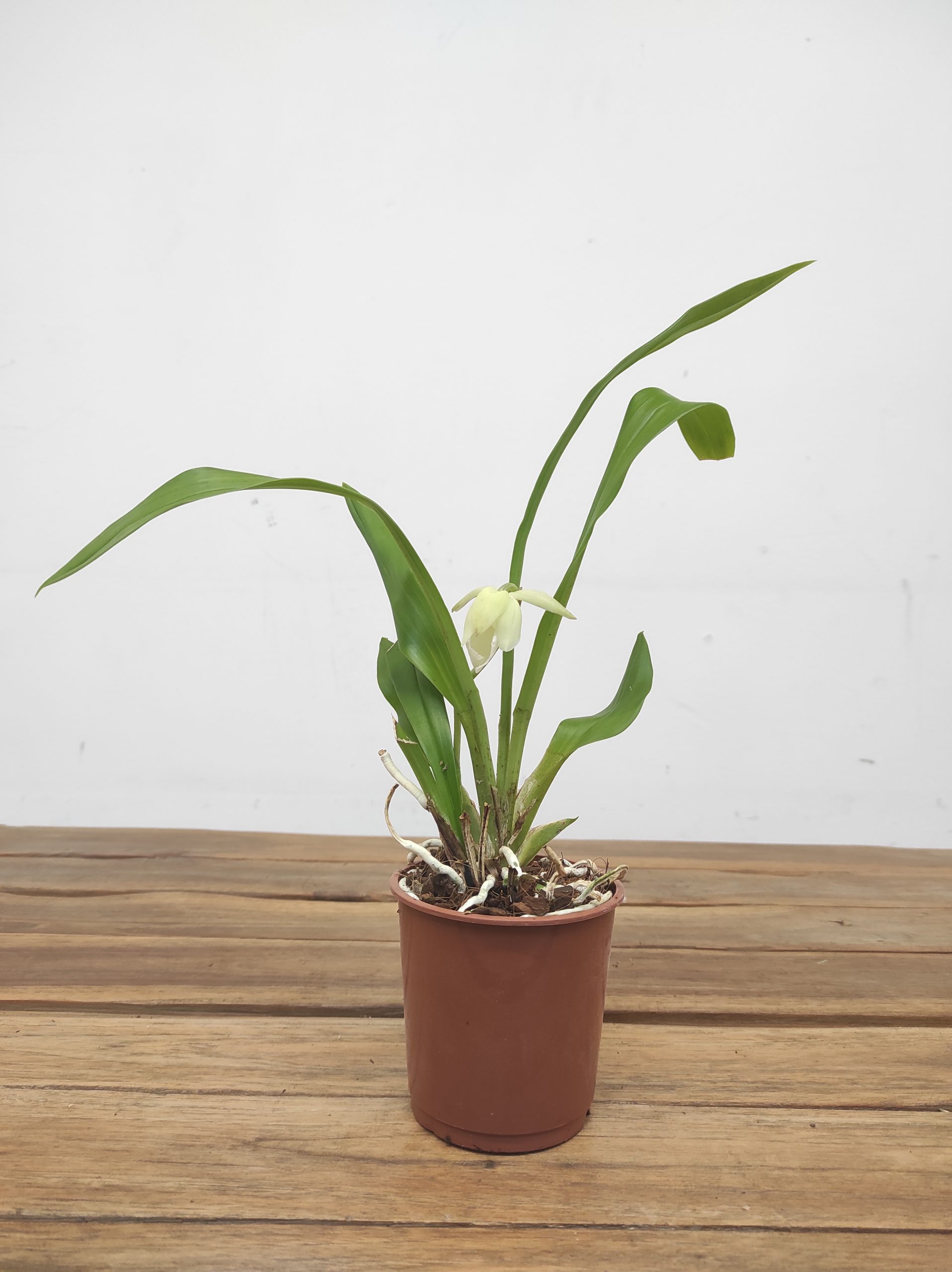 Cochleanthes - Image 2