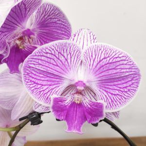 Phalaenopsis Arco